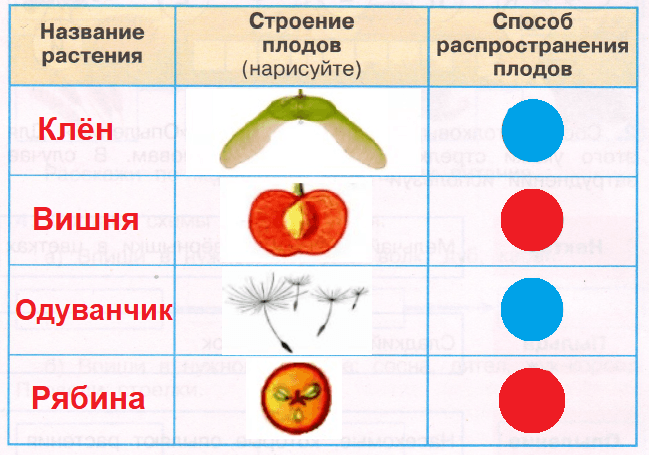 Строение плодов и их распространение