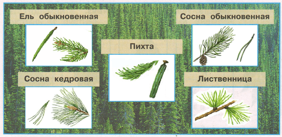 Решение рисунок 1