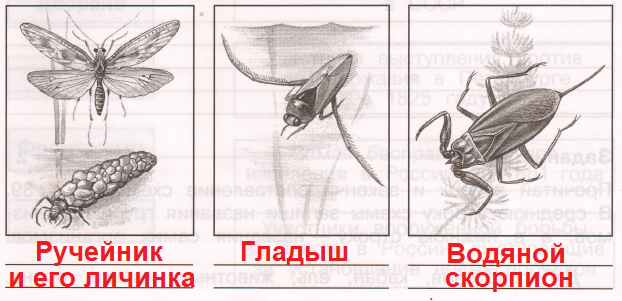 Решение рисунок 1