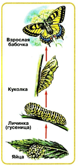 Решение рисунок 1