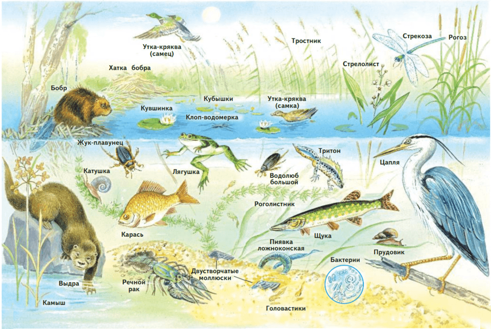 Цепи питания на озерах. Обитатели пресноводного водоема схема. Цепи питания в водоёме картинки. Схема водоёмов окружающий мир. Цепь питания животных пресного водоёма.