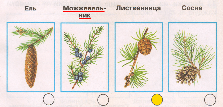 Атлас определитель хвоинки