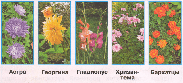 Решение рисунок 1