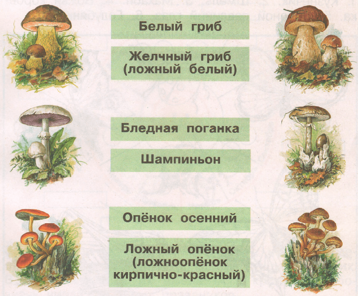 Задание рисунок 1