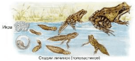 Задание рисунок 1