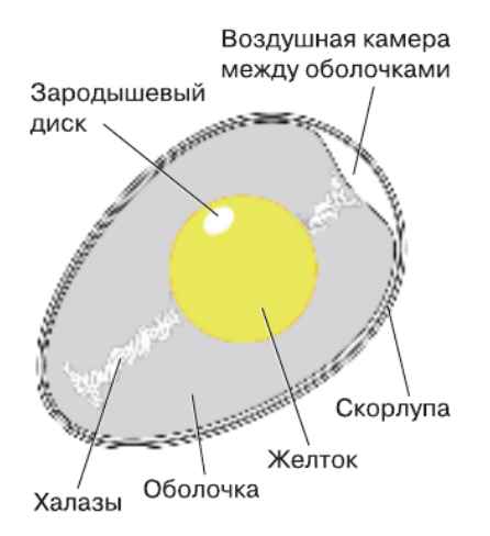 Используя рисунок 61 составьте план сообщения о внутреннем строении птиц