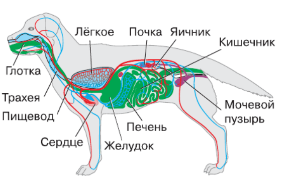 Задание рисунок 1