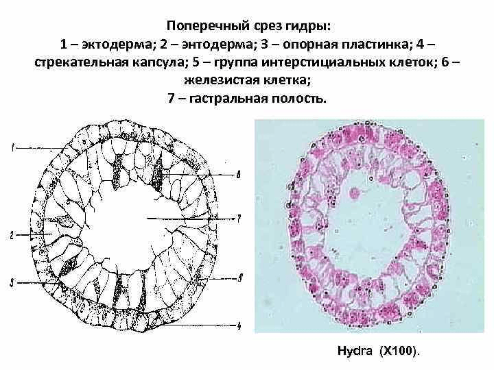 Где в организме человека находится орган поперечный срез которого обозначен на рисунке буквой а