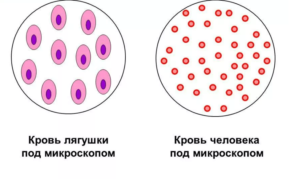 В проведенном опыте результаты которого изображены на рисунке эритроциты поместили