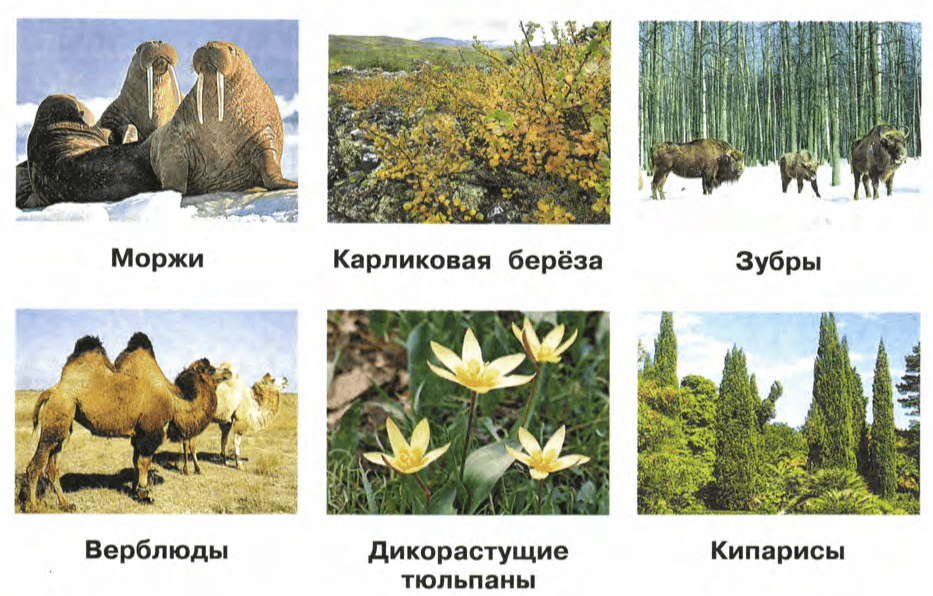Тесты природные зоны 5 класс. Природные зоны животные и растения. Какие природные. Какие животные обитают в каких природных зонах. Кипарис природная зона.