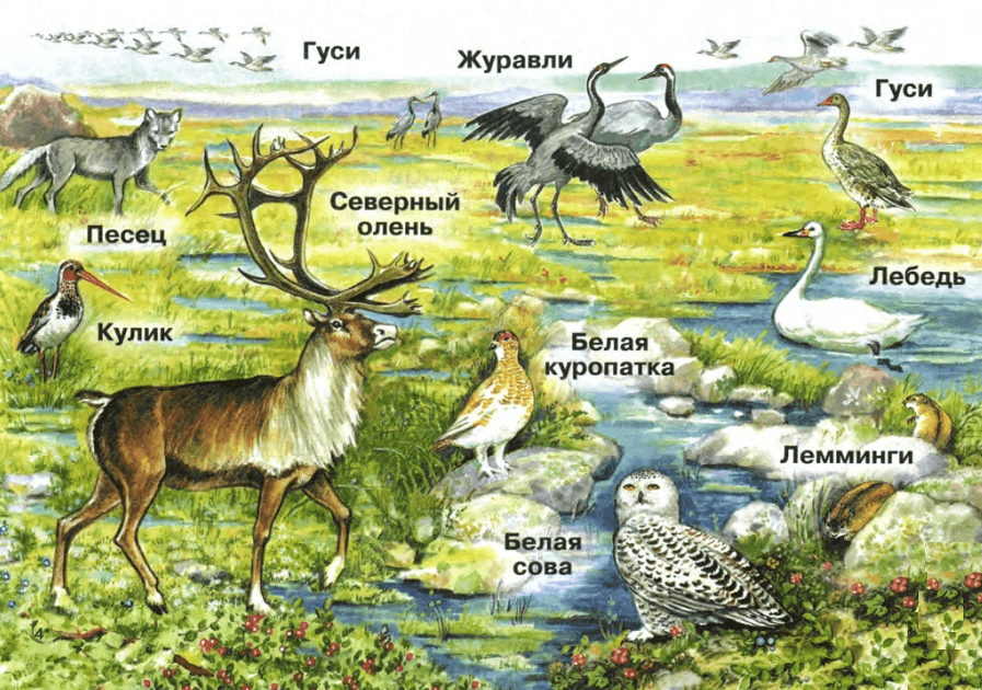 Задание рисунок 1