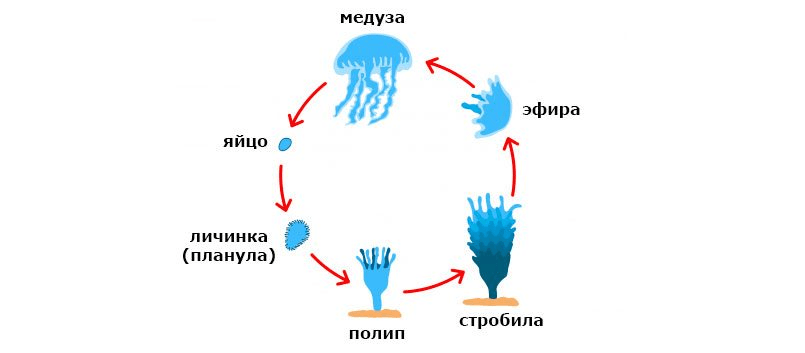 Цикл развития медузы рисунок с подписями