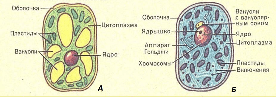 Схема клетки животной и растительной клетки