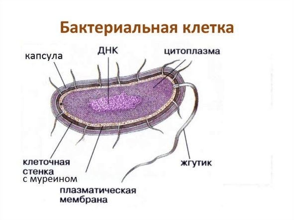 Решение рисунок 1
