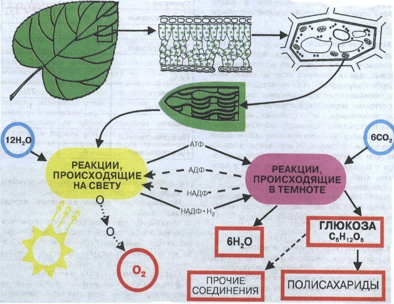 Решение рисунок 1