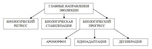 Какой путь достижения биологического прогресса обозначен на рисунке цифрой 1