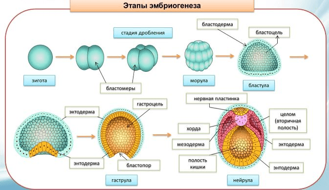 Решение рисунок 1