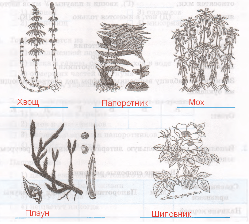 Решение рисунок 1