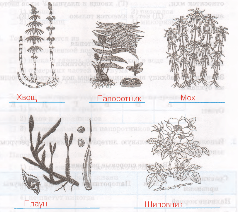 Прикрепляется к почве ризоидами. Диаграмма хвощовыеных растений. Диаграмма папоротниковидных. У хвощей корни или ризоиды. Виды хвощевидных растений названия.