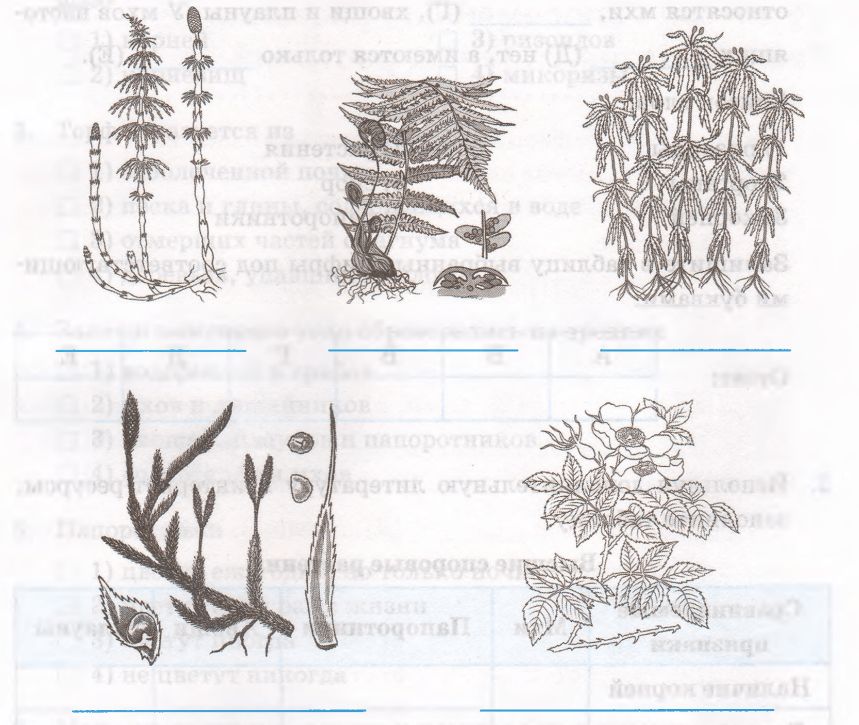 Папоротники ВПР. Споровые растения строение рисунок. Выпиши название объекта выпадающего из общего ряда. Плауновидные растения раскраска.