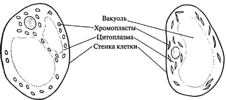 Решение рисунок 1
