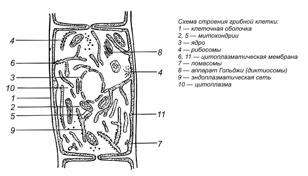 Решение рисунок 4