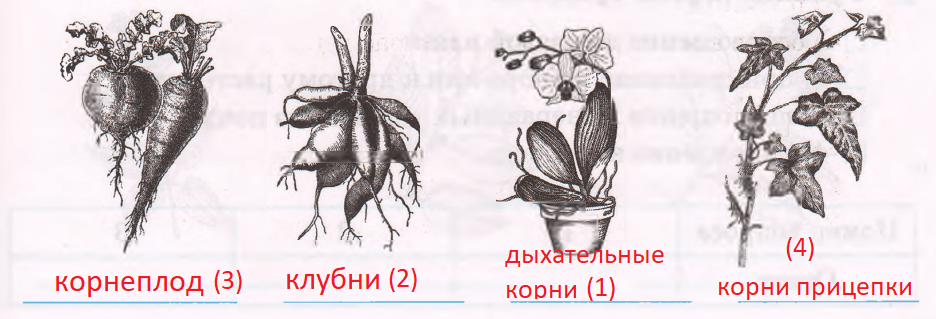 Подпишите рисунки видоизмененные корни