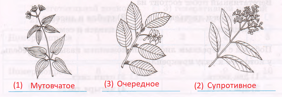 Решение рисунок 1