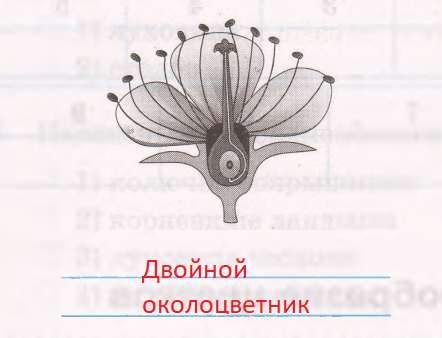 Решение рисунок 1