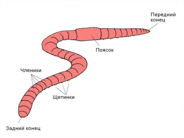 Строение дождевого червя рисунок