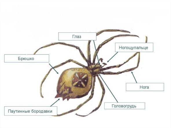 Решение рисунок 1