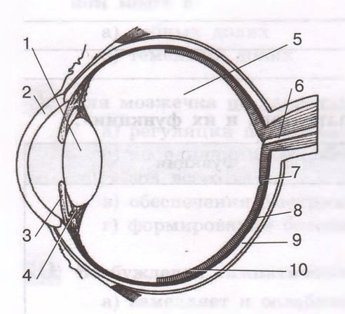 Задание рисунок 1