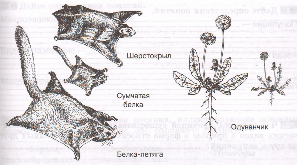 Задание рисунок 1