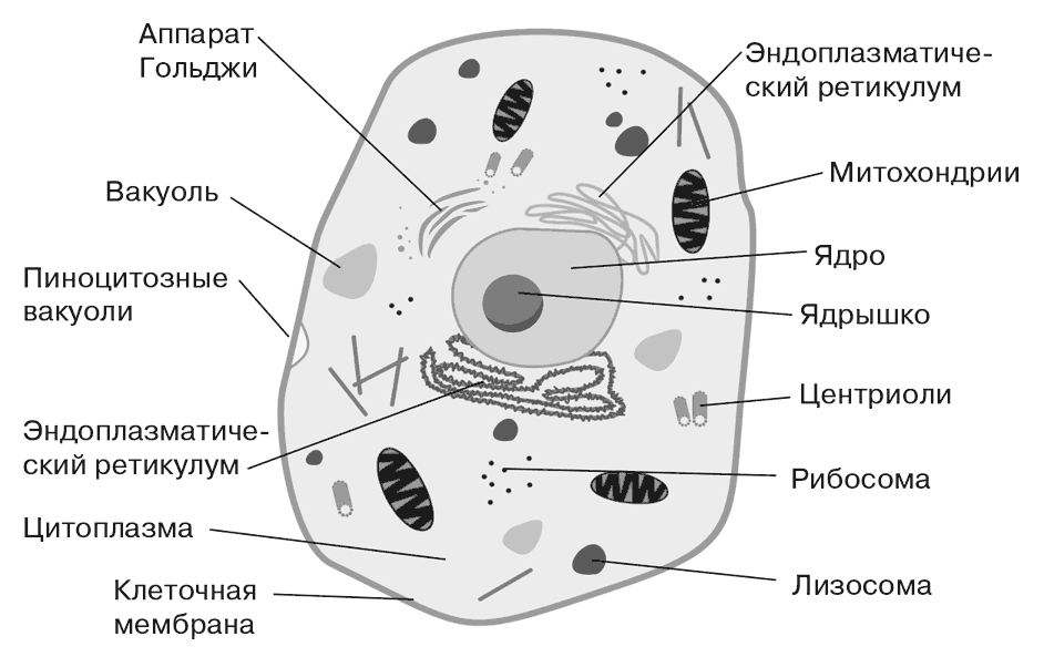 Решение рисунок 1
