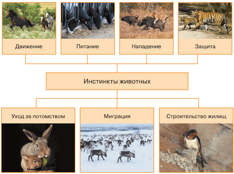 Задание рисунок 1