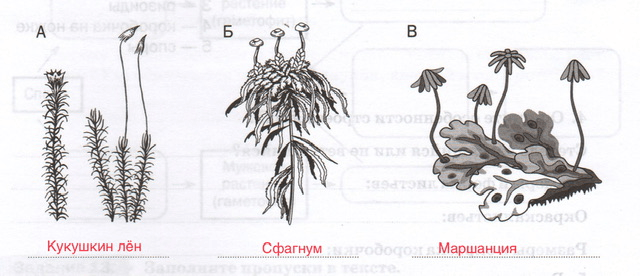 Решение рисунок 1