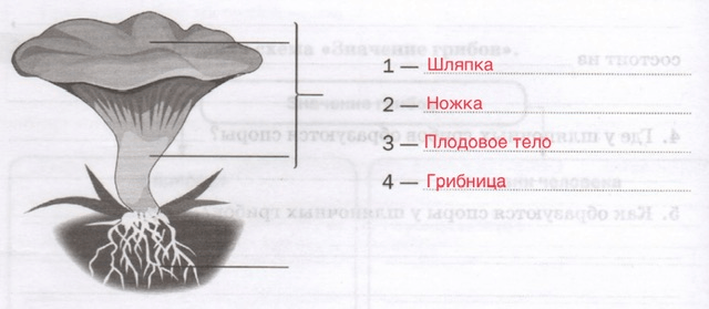 Решение рисунок 1