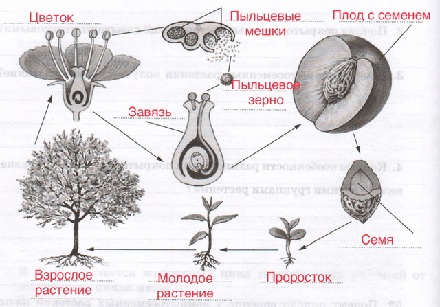 Решение рисунок 1