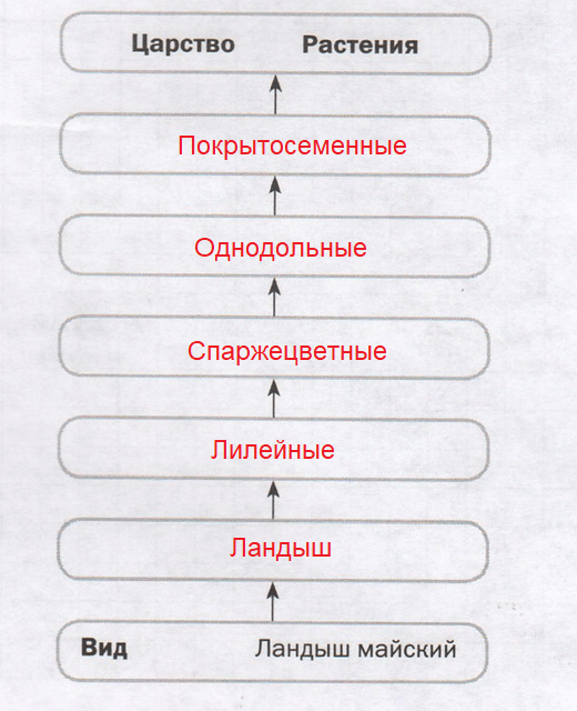 ГДЗ Биология 7 класс рабочая тетрадь Пасечник. §11. Задания (стр.44) Номер  41