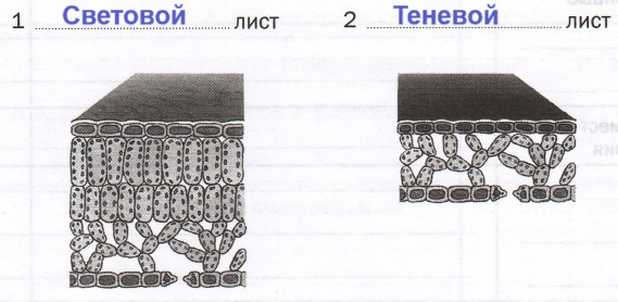 Решение рисунок 2