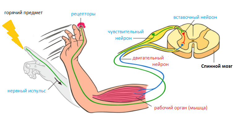 Решение рисунок 1