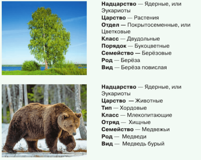Задание рисунок 1
