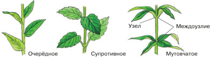 Решение рисунок 1