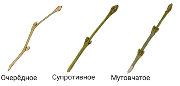 Решение рисунок 1