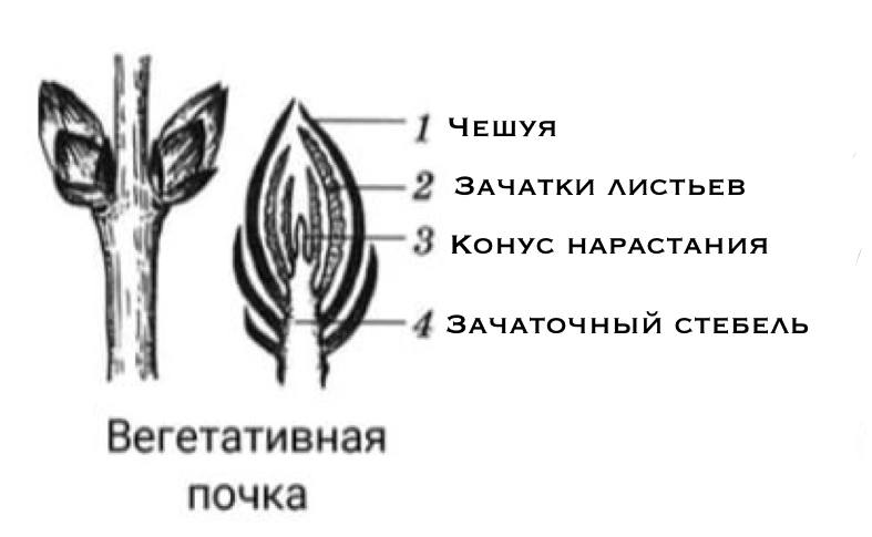 Решение рисунок 3