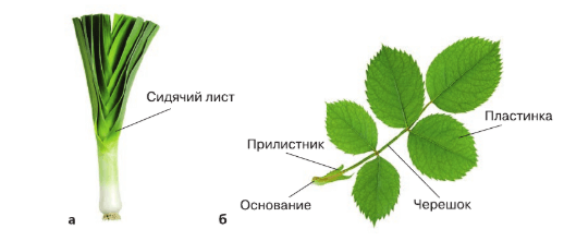 Решение рисунок 1