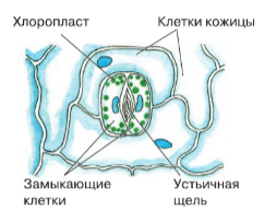 Решение рисунок 1