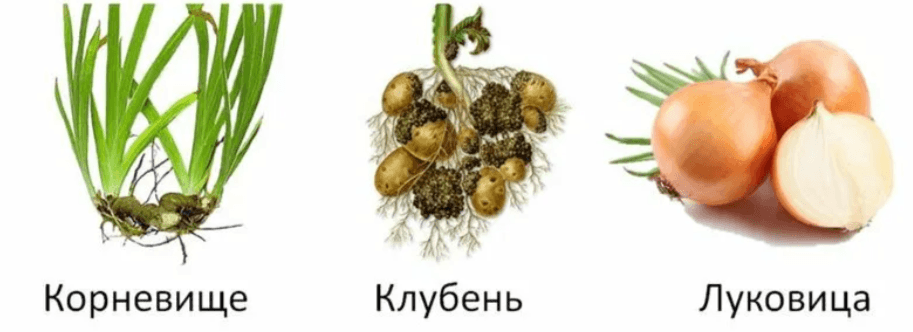 Решение рисунок 1