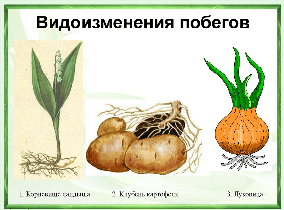Решение рисунок 1