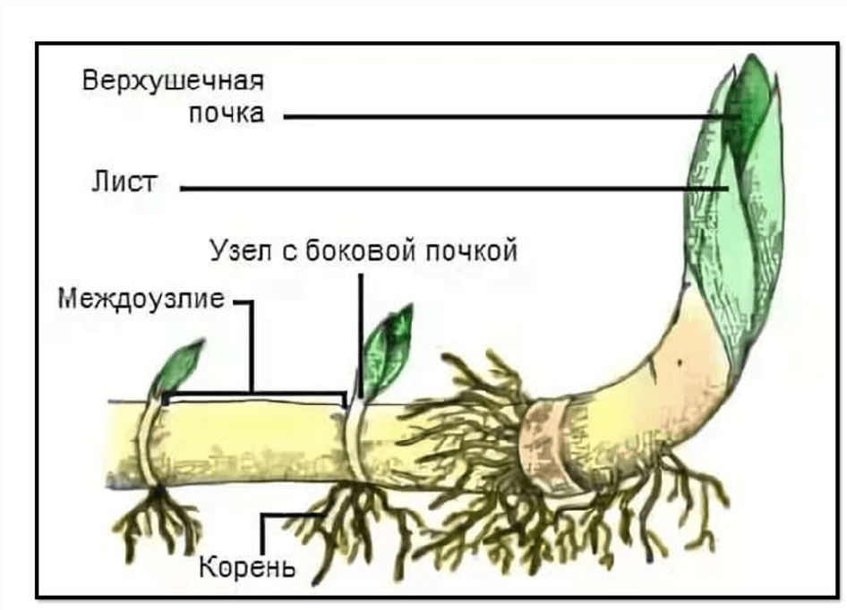 Решение рисунок 1